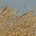Sea oats blowing in the wind